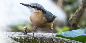 Beitragsbild des Blogbeitrags Kleiber 