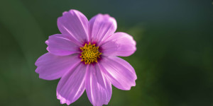 Beitragsbild des Blogbeitrags Cosmea 