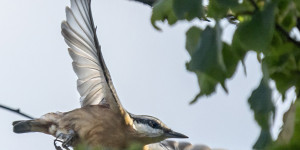 Beitragsbild des Blogbeitrags Und nochmal Kleiber! 