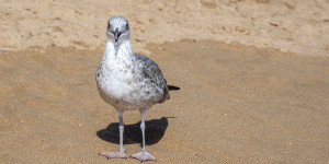 Beitragsbild des Blogbeitrags Portugal – Albufeira