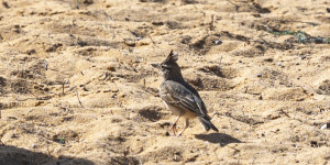 Beitragsbild des Blogbeitrags Ria Formosa 