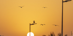 Beitragsbild des Blogbeitrags Möwen im Sonnenuntergang
