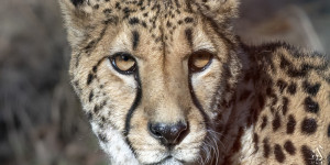 Beitragsbild des Blogbeitrags Zoo Schönbrunn