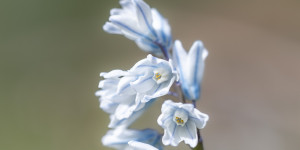 Beitragsbild des Blogbeitrags Frühling am Heuberg 