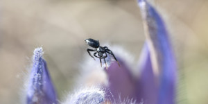 Beitragsbild des Blogbeitrags Frühling auf der Perchtoldsdorfer Heide 