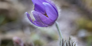 Beitragsbild des Blogbeitrags Botanischer Garten Teil 2 