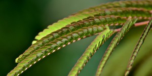Beitragsbild des Blogbeitrags Gartenlust…