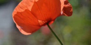 Beitragsbild des Blogbeitrags 12 Magische Mottos Juni: Same same – but different