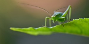 Beitragsbild des Blogbeitrags Der Garten lebt! 