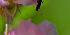 Beitragsbild des Blogbeitrags Buntes Potpourri aus meinem Garten… 