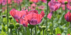 Beitragsbild des Blogbeitrags 14 Juli 2016 in Nizza 