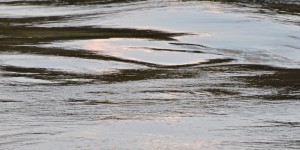 Beitragsbild des Blogbeitrags Leben in den Donau-Auen bei Klosterneuburg 