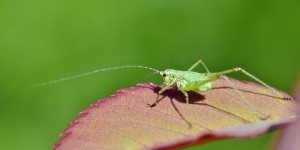 Beitragsbild des Blogbeitrags Auf der Jagd nach Insekten 