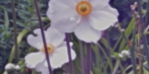 Beitragsbild des Blogbeitrags Mein Garten mit dem Pinhole-Auge gesehen