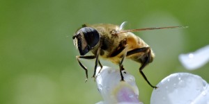 Beitragsbild des Blogbeitrags Ich mache jetzt die Fliege…