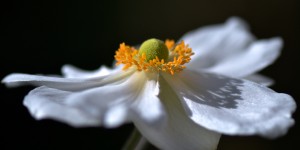 Beitragsbild des Blogbeitrags Es herbstelt in meinem Garten… 