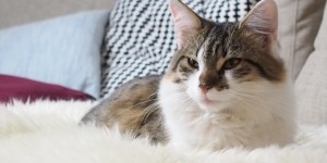 Beitragsbild des Blogbeitrags Erstausstattung für Katzen