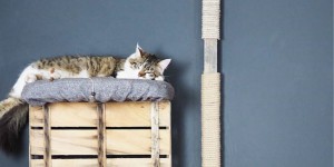 Beitragsbild des Blogbeitrags Hält. Fix. Der DIY Wand-Kratzbaum.