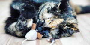 Beitragsbild des Blogbeitrags Richtig Spielen mit Katzen. Oder: Die Maus in dir.