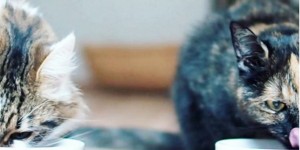 Beitragsbild des Blogbeitrags Katzenfutter-Entwicklung bei Leonardo 
