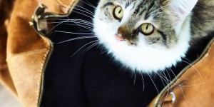 Beitragsbild des Blogbeitrags Wie aus einer Tasche ein Katzenbett wird. 