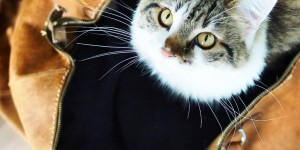 Beitragsbild des Blogbeitrags Wie aus einer Tasche ein Katzenbett wird.