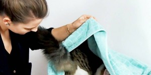Beitragsbild des Blogbeitrags „Ab unter die Decke!“ Lottes heiß geliebter Katzentrick. 
