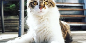 Beitragsbild des Blogbeitrags Kastrationspflicht? Gesetzlich vorgeschrieben.