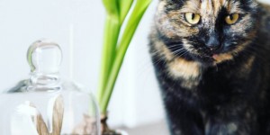 Beitragsbild des Blogbeitrags Deko im Katzenhaushalt? Geht!