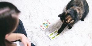 Beitragsbild des Blogbeitrags Kartenspielen mit Katze. Tricktraining mit Pokerface. 