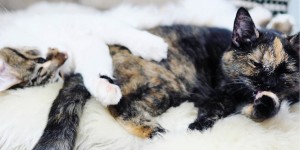 Beitragsbild des Blogbeitrags Einzelhaltung: Ja oder Nein?