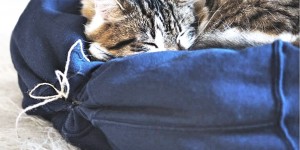 Beitragsbild des Blogbeitrags So wird ein alter Pulli zum Katzenbett