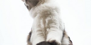Beitragsbild des Blogbeitrags Cat Agility: Sport für die Katze 