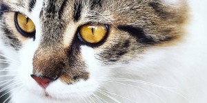 Beitragsbild des Blogbeitrags Horror „Katze bürsten“: Clickertraining hilft!
