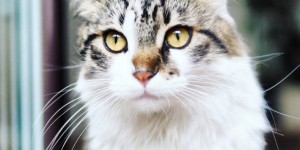 Beitragsbild des Blogbeitrags Die Freiheit ruft! Hallo Katzenklappe.