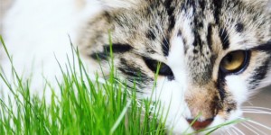 Beitragsbild des Blogbeitrags DIY Katzengras: Schick & praktisch