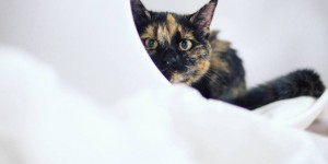 Beitragsbild des Blogbeitrags Katzenklo. Katzenklo. Ruckzuck selbst gemacht.