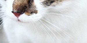 Beitragsbild des Blogbeitrags Lästige Katzenhaare loswerden. Ganz einfach.
