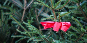 Beitragsbild des Blogbeitrags Lebender Christbaum 