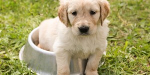 Beitragsbild des Blogbeitrags Hundeernährung online lernen mit Dogtisch Academy 