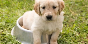 Beitragsbild des Blogbeitrags Hundeernährung online lernen mit Dogtisch Academy