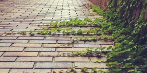 Beitragsbild des Blogbeitrags 5 Fakten über Veganismus und die Umwelt 