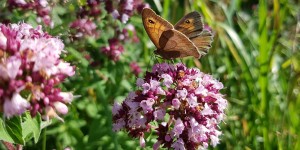 Beitragsbild des Blogbeitrags Blatt & Dorn – Kräuter entdecken mit Valerie 