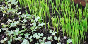 Beitragsbild des Blogbeitrags Young and Green – Trend Microgreens 