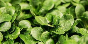 Beitragsbild des Blogbeitrags Die Bitter Apotheke aus dem Kräutergarten 