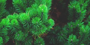 Beitragsbild des Blogbeitrags Zirbe – Das Holz fürs Herz