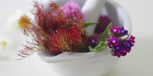 Beitragsbild des Blogbeitrags DIY Spitzwegerich Salbe gegen Juckreiz