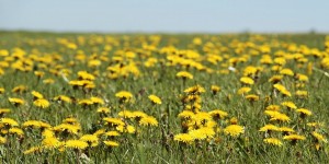 Beitragsbild des Blogbeitrags Löwenzahn macht dich fit 