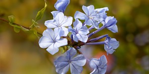 Beitragsbild des Blogbeitrags Bachblüten und ihre Anwendung 