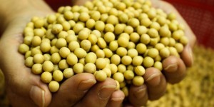 Beitragsbild des Blogbeitrags Die 4 besten veganen Alternativen zu Fleisch